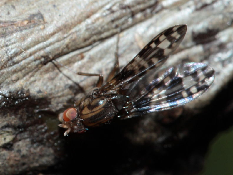 Drosophila cilifera Mokomoko 6767.jpg