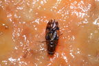 Drosophila clavisetae Waikamoi 1203