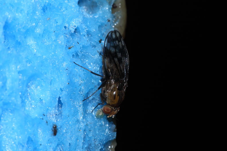 Drosophila clavisetae Waikamoi 1212.jpg