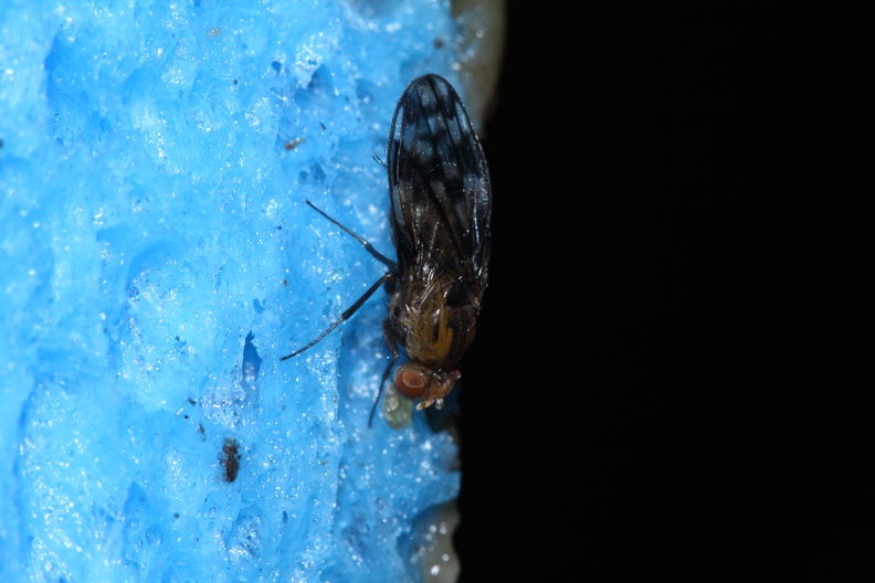 Drosophila clavisetae Waikamoi 1215.jpg