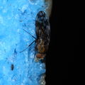 Drosophila clavisetae Waikamoi 1215