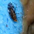 Drosophila clavisetae Waikamoi 1219