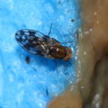 Drosophila clavisetae Waikamoi 1221.jpg