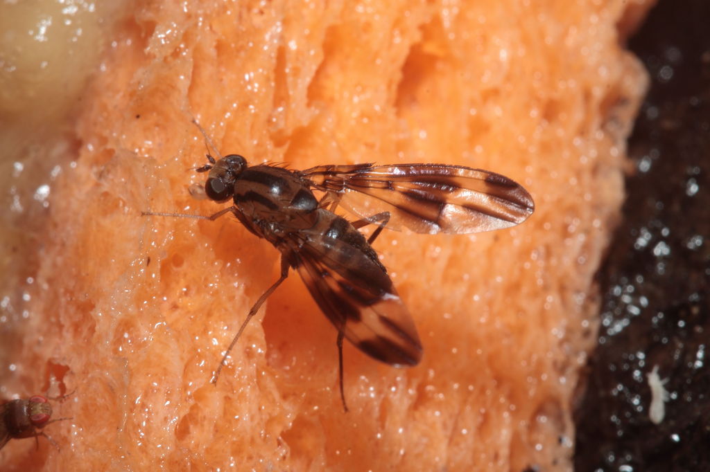 Drosophila conspicua Kukuiopae 7261