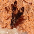 Drosophila conspicua Kukuiopae 7284