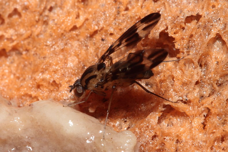 Drosophila conspicua Kukuiopae 7286.jpg