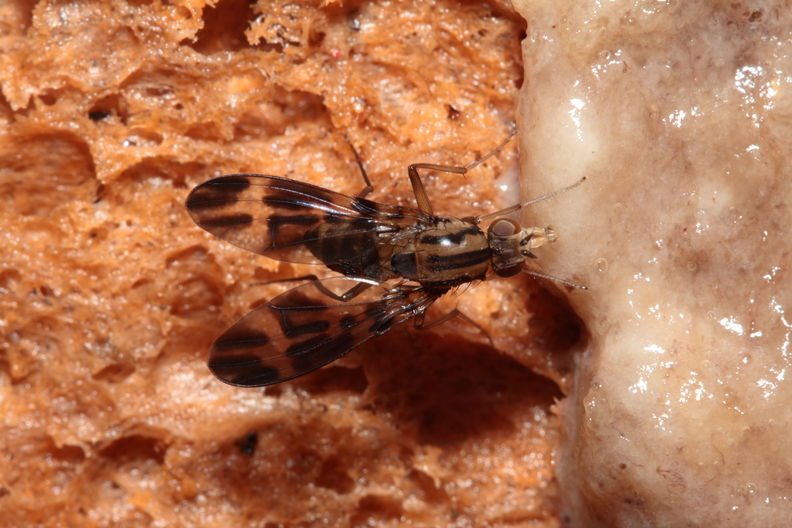 Drosophila conspicua Kukuiopae 7287.jpg