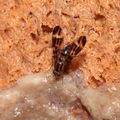 Drosophila conspicua Kukuiopae 7290