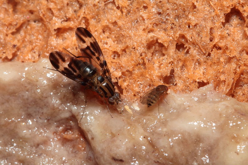 Drosophila conspicua Kukuiopae 7298.jpg