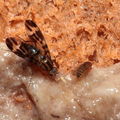 Drosophila conspicua Kukuiopae 7298