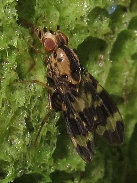 Drosophila craddockae Malaekahana 5436