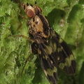Drosophila craddockae Malaekahana 5436.jpg