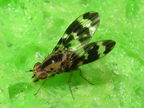 Drosophila craddockae Malaekahana 5437