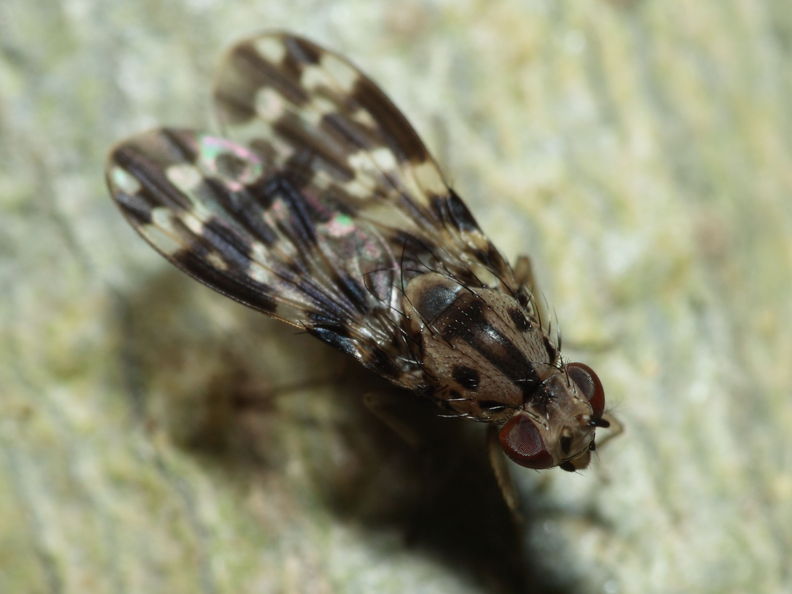 Drosophila crucigera Hapapa 4406.jpg