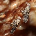 Drosophila crucigera Hapapa 4581