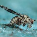 Drosophila crucigera Hapapa 4599