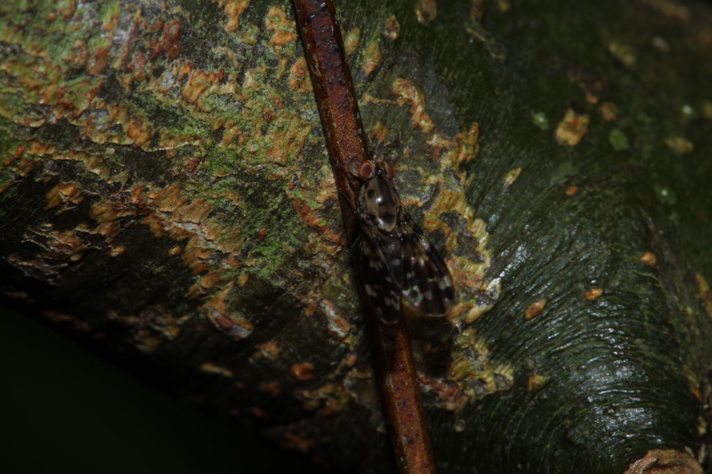 Drosophila crucigera Nuuanu 0617