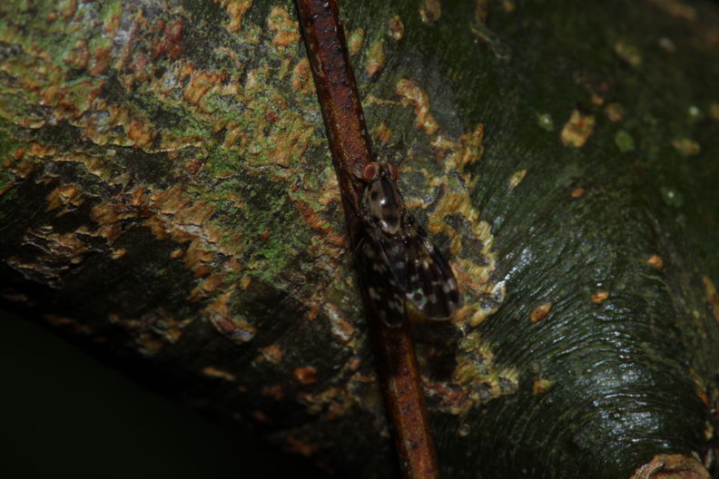 Drosophila crucigera Nuuanu 0617.jpg