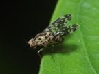 Drosophila crucigera Ohikilolo 9520