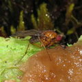 Drosophila cyrtoloma Hana 1276
