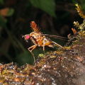 Drosophila cyrtoloma Hana 1288.jpg