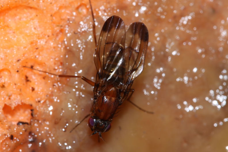 Drosophila cyrtoloma Waikamoi 1290.jpg