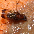 Drosophila cyrtoloma Waikamoi 1297