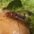 Drosophila deltaneuron Kaala 5135.jpg