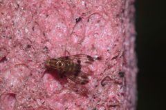 Drosophila digressa Manuka 0971