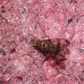 Drosophila digressa Manuka 0972