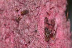 Drosophila digressa Manuka 0978