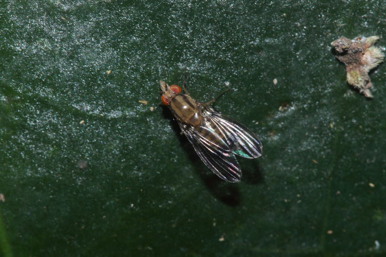 Drosophila digressa Manuka 0982