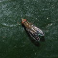 Drosophila digressa Manuka 0982