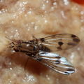 Drosophila digressa Olaa 3510