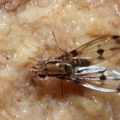 Drosophila digressa Olaa 3511