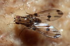 Drosophila digressa Olaa 3516