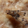 Drosophila digressa Olaa 3518.jpg