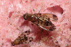 Drosophila distinguenda Kaluaa 4164