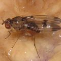 Drosophila divaricata Kaluaa 5203