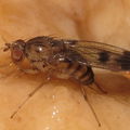 Drosophila divaricata Kaluaa 5212.jpg