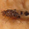 Drosophila divaricata Kaluaa 5214
