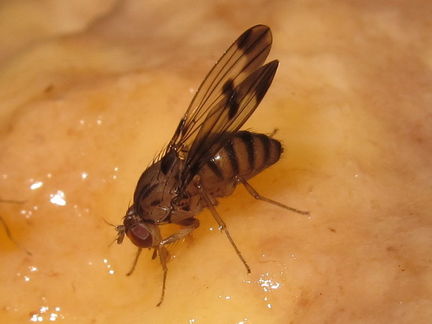 Drosophila divaricata Kaluaa 5243