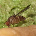 Drosophila divaricata North Kaluaa 4605