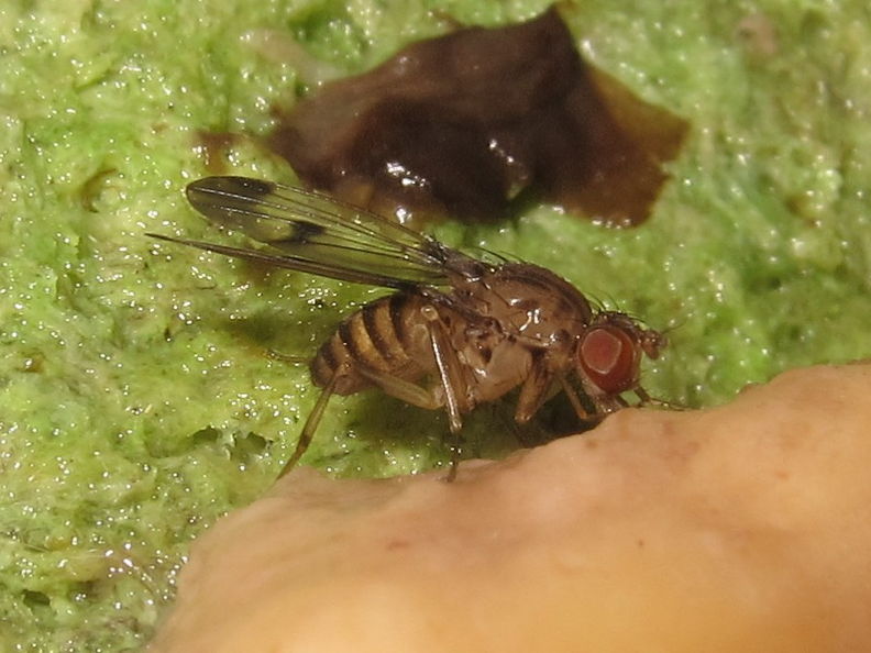 Drosophila divaricata North Kaluaa 4606.jpg