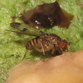 Drosophila divaricata North Kaluaa 4606.jpg