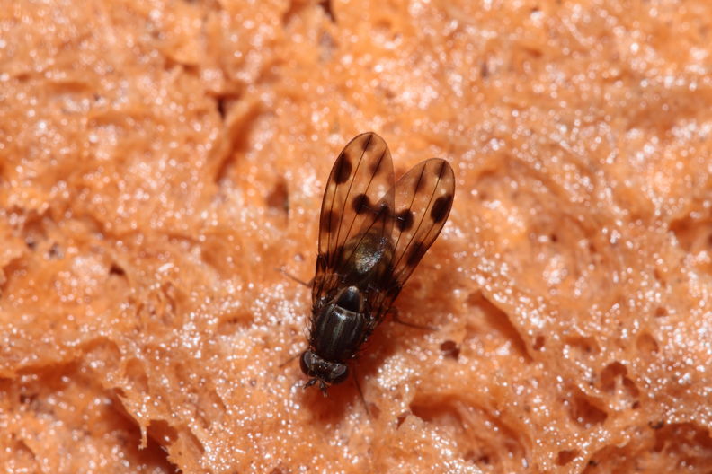 Drosophila fasciculisetae Waikamoi 6935
