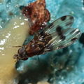 Drosophila fasciculisetae Waikamoi 7011