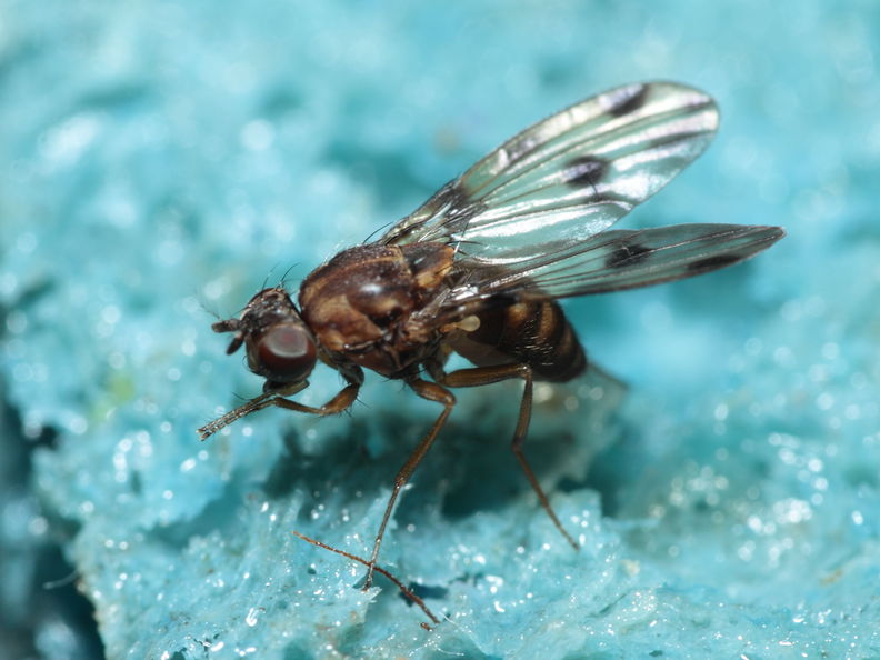 Drosophila fasciculisetae Waikamoi 7016