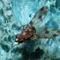 Drosophila fasciculisetae Waikamoi 7017