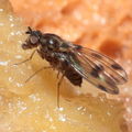Drosophila fasciculisetae Waikamoi 7031